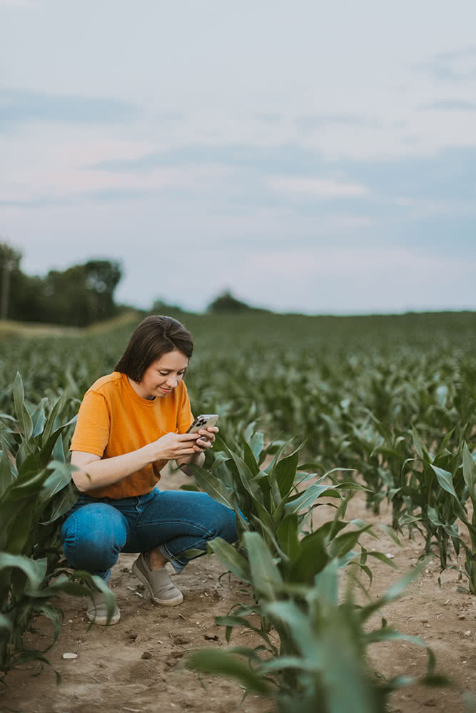 Corn Crop